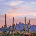 Chain cholla cacti and Saguaro cacti, Sonoran Desert, Ironwood National Monument, Arizona, USA - Jack Dykinga